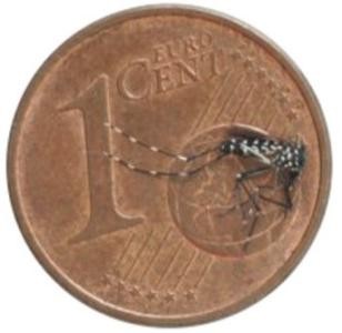 Tigermücke auf einer 1-Cent-Münze
