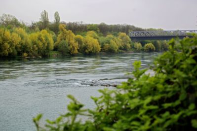 Rheinufer mit Bäumen, Büschen und einer Brücke