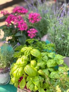 Basilikum und Blumen im Topf.