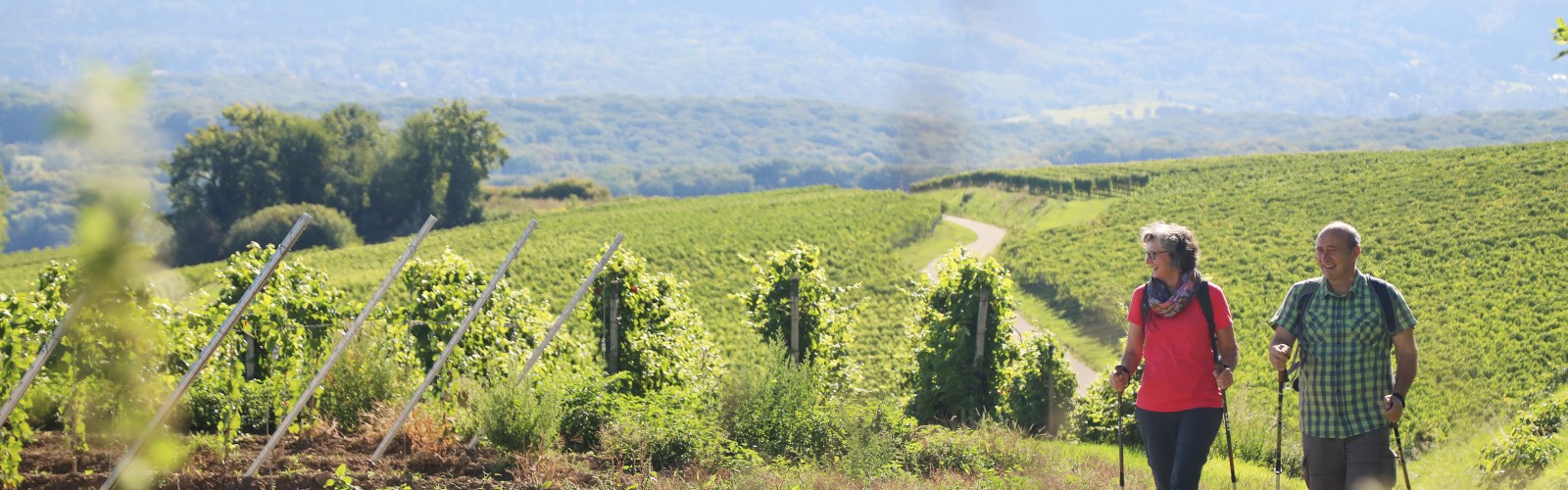 Zwei Wanderer auf einem Weg entlang der Weinreben