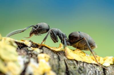 Nahaufnahme invasive Ameise Tapinoma magnum Nahaufnahme invasive Ameise Tapinoma magnum