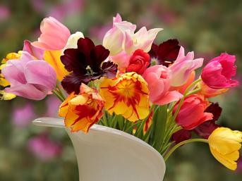 Frühlingsgruß: ein bunter Tulpenstrauß in einer weißen Vase