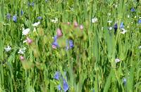 Blumenwiese_200 Blumenwiese_200