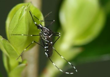 Die Asiatische Tigermücke ist eine zwischen zwei und zehn Millimeter große, auffällig schwarz-weiß gemusterte Stechmücke.
