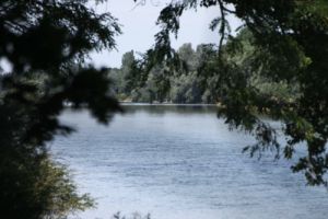 Blick vom Rheinufer durch Äste zum Fluss